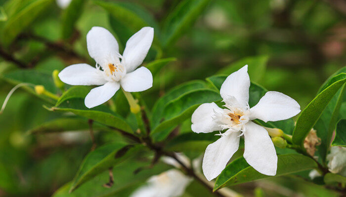 千里香花怎么养