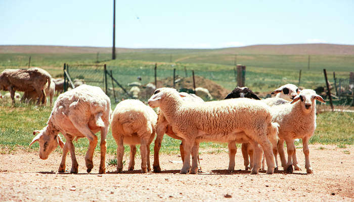 羊料怎样配比 羊料的配比是多少