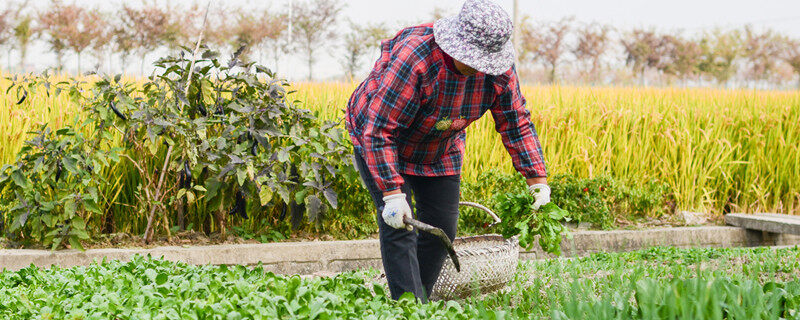 荠菜几月份可以挖 几月份可以挖荠菜