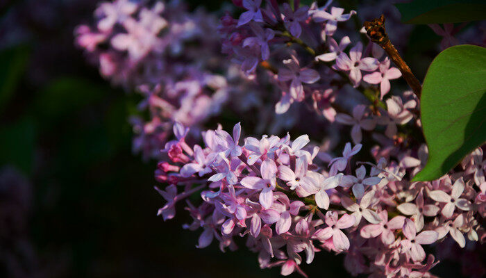 丁香花生长在什么地方