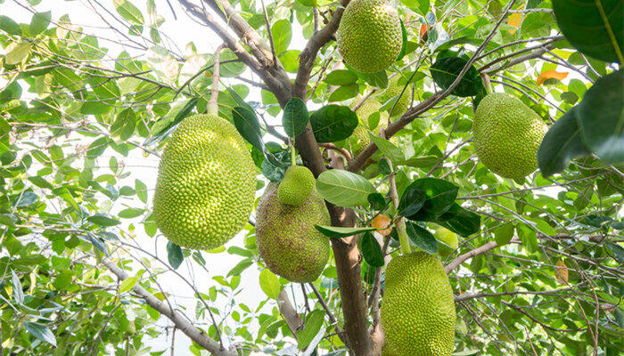 菠萝蜜怎么种植方法 菠萝蜜怎么种植