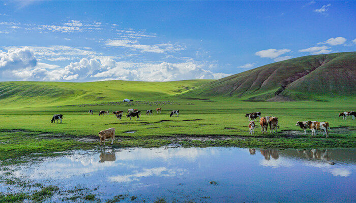 摄图网_501620424_banner_呼伦贝尔草原河边的牛群（企业商用）_副本.jpg