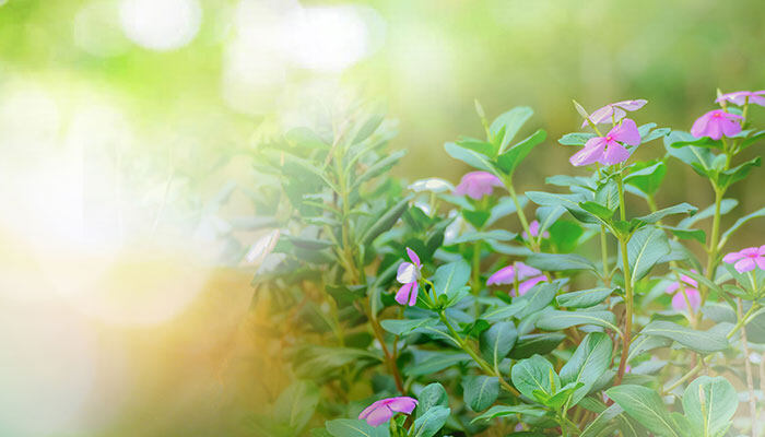 花月锦怎么养