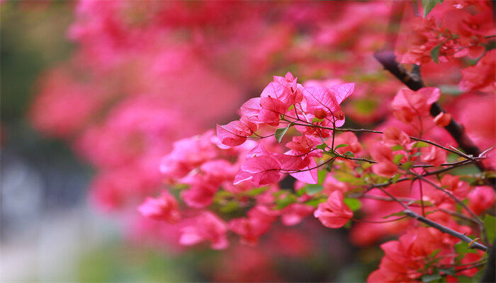 圆明园中有哪些奇花异草 圆明园有哪些奇花异草