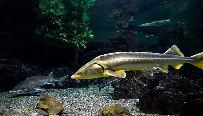 摄图网_304388856_海洋中出水族馆（企业商用）.jpg