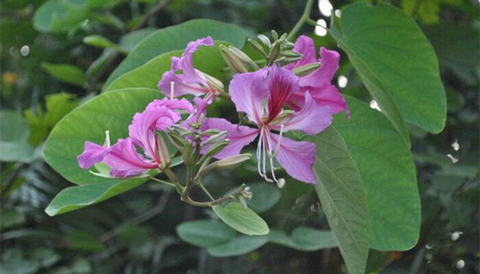 油茶花的养殖方法 油茶花的养殖方法有几种