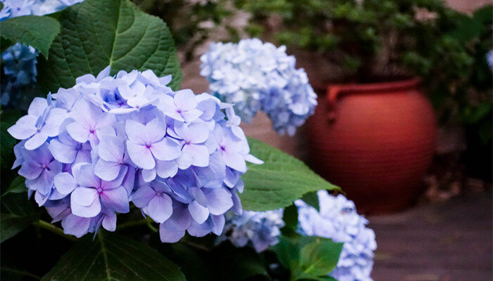 蓝色绣球花的寓意 蓝色绣球花的寓意是什么