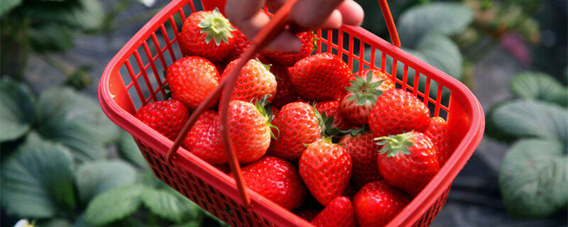 摄图网_501560614_banner_美味鲜红的草莓（企业商用）1.jpg
