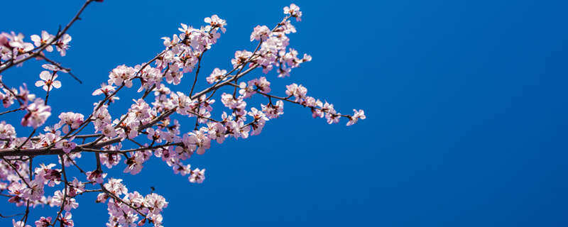 梅花特点 梅花特点有哪些精神