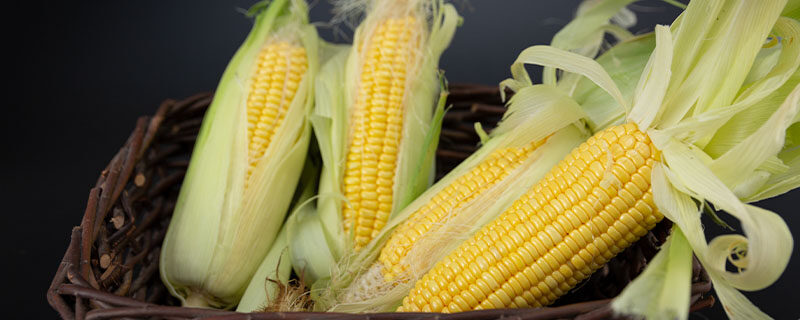 玉米是被子植物吗