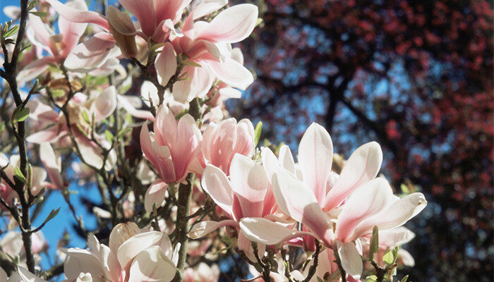 木兰花的花语 木兰花花语的含义