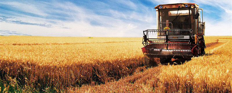 伟隆169小麦品种产量表现 伟隆169小麦品种的产量表现