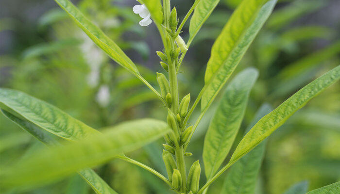 摄图网_500516739_芝麻开花节节高（企业商用）.jpg