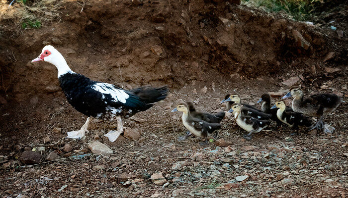 摄图网_306836992_一只母鸭和她的子在农场里寻找食物番鸭（企业商用）_副本.jpg