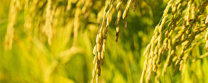 水稻的特征与习性 水稻的特征与习性是什么
