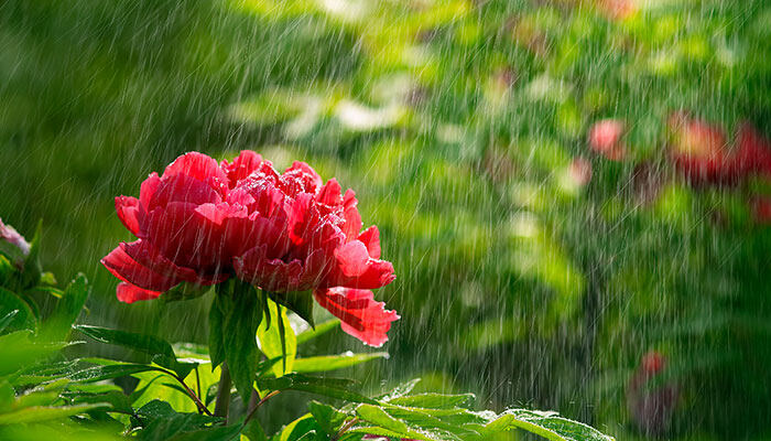 雨中的花7.jpg