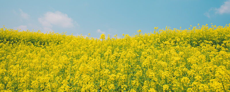 油菜花_副本.jpg