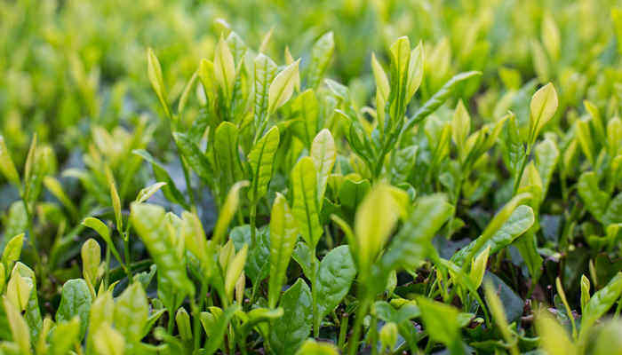 植物基是什么意思