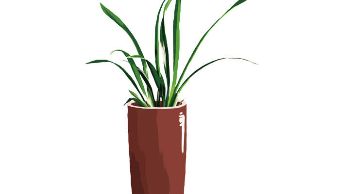植物7.jpg