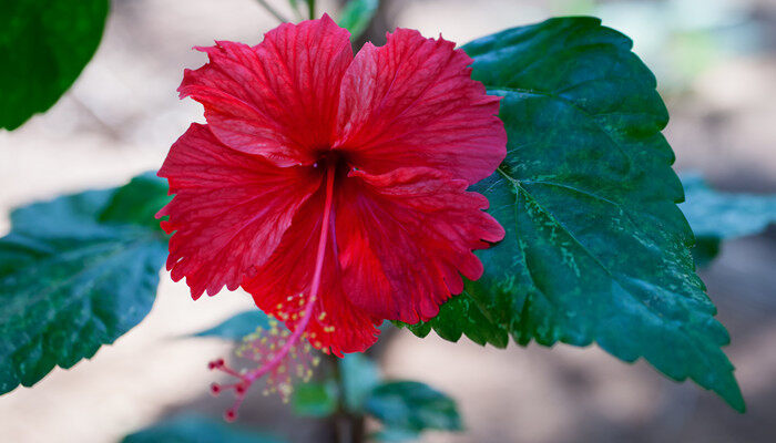 摄图网_300628341_banner_红色芙蓉花与绿叶特写（企业商用）_副本.jpg