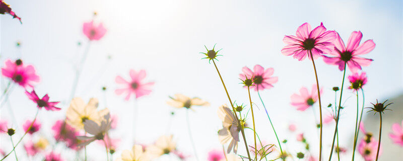 梅菊竹兰顺序 梅菊竹兰顺序是什么