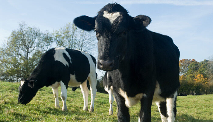 母牛产后消炎用什么药 母牛产后消炎可以用什么药