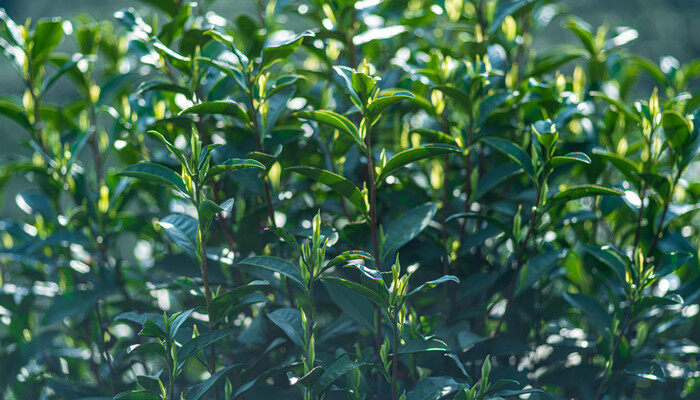 山茶籽什么时候采摘 山茶籽采摘时间