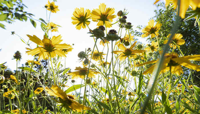 野菊花采摘花全开还是半开 野菊花开到什么程度采摘最好