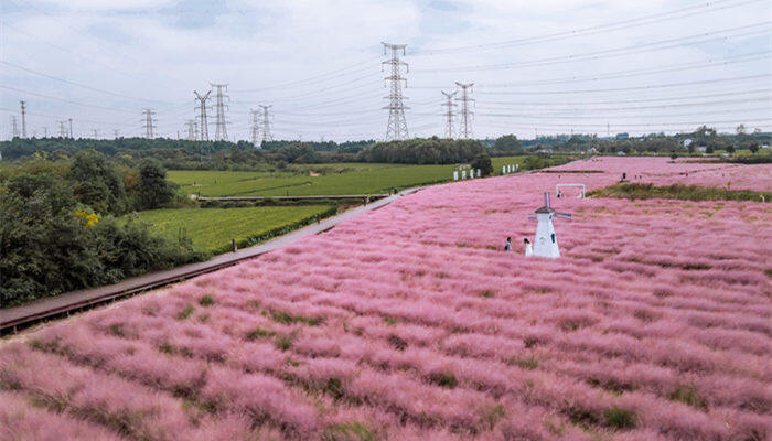 粉黛乱子草花语是什么 粉黛乱子草花语是