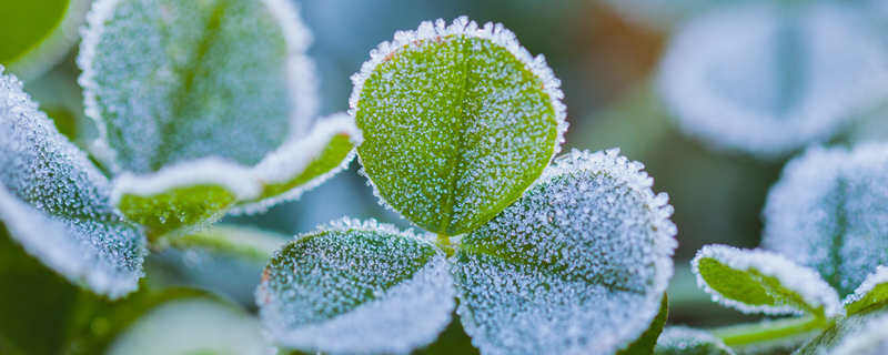 植物机械组织分布在哪 植物机械组织分布在什么地方 