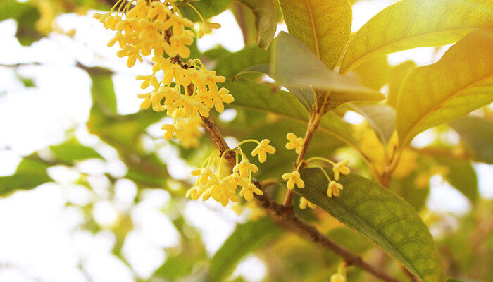 桂花迟迟不开原因