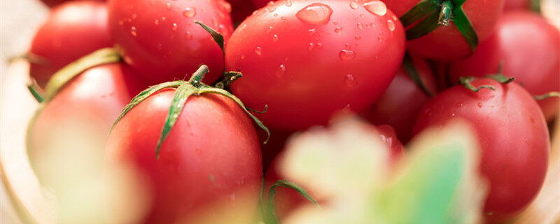 小番茄种植技术和管理技术 小番茄种植技术和管理