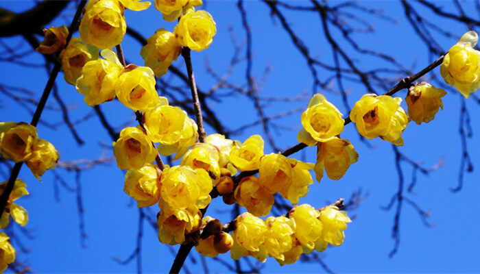 金黄的腊梅花还是蜡梅花 到底是蜡梅花还是腊梅花