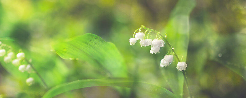 铃兰花是什么植物 铃兰花是什么花