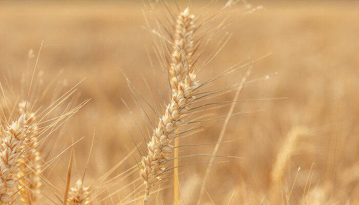 地湿刚种好麦又下雨了怎么办 刚种上小麦就下雨了能出来吗