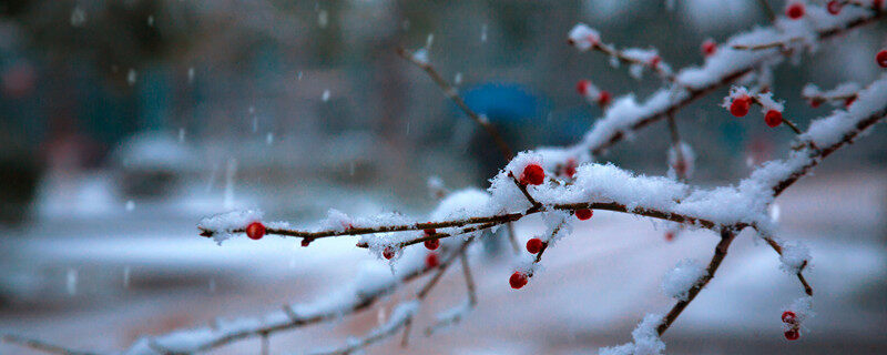 摄图网_500808784_banner_冬天雪季里的梅花枝（企业商用）0_副本.jpg