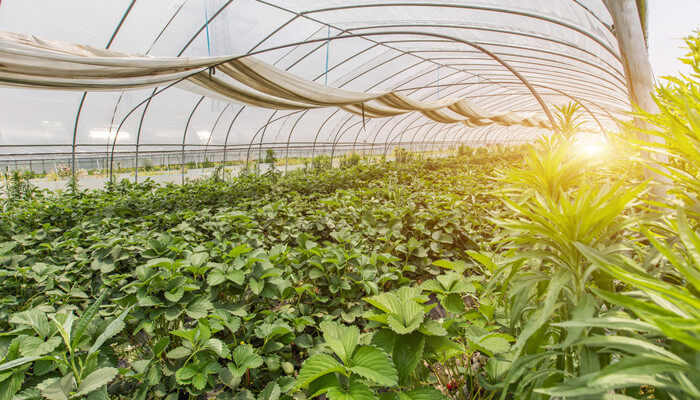 施肥是什么季节的农活 施肥是什么季节