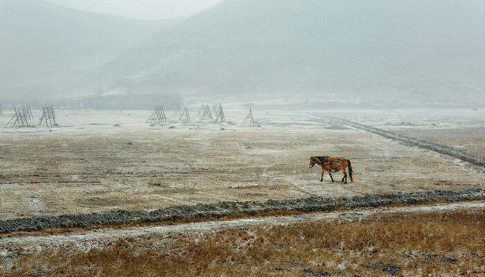 摄图网_500590955_banner_香格里拉风雪中的马（企业商用）.jpg