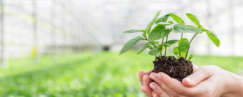 植物角区域规则 植物角区域规则公约 