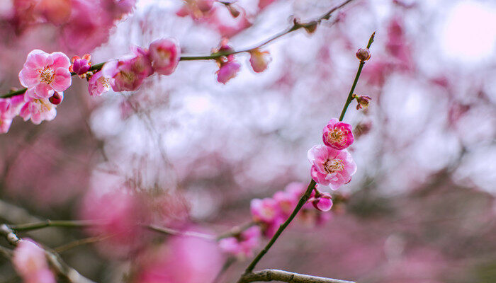 梅花形状 梅花的形状