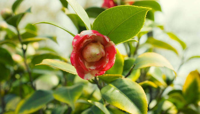 宁波市的市花是什么花 宁波市花是哪种花