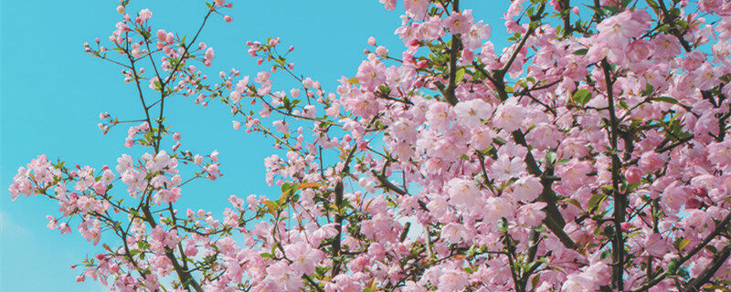 桃树的生长过程 桃树的生长过程是怎么样的