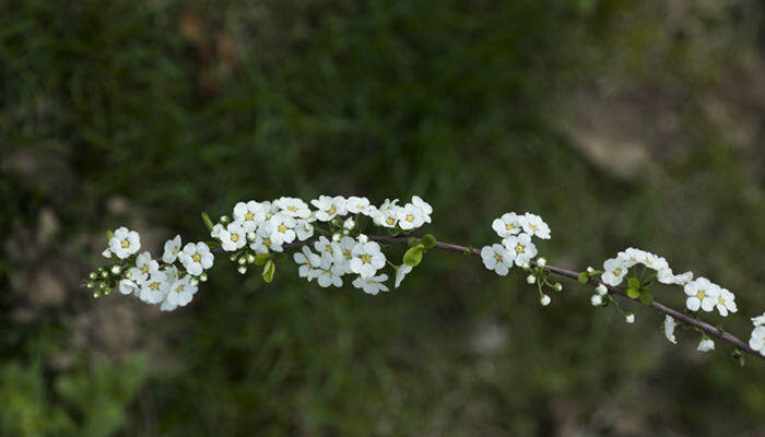 雪柳适合什么季节养