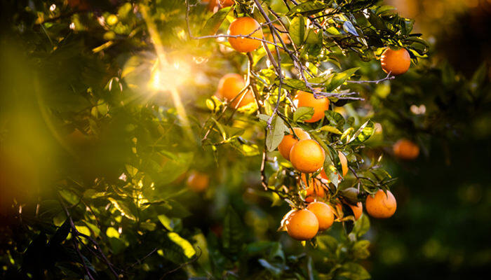 摄图网_305309111_棕榈树上挂着维他命的柑橘日落时在一个种植园里（企业商用）.jpg