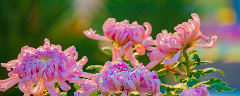 菊花的生长过程记录 菊花的生长过程记录下来