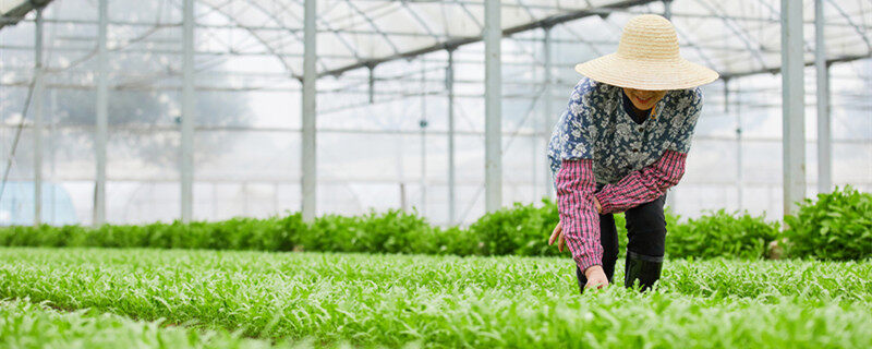 茼蒿零下几度能冻死 茼蒿多少度能冻死