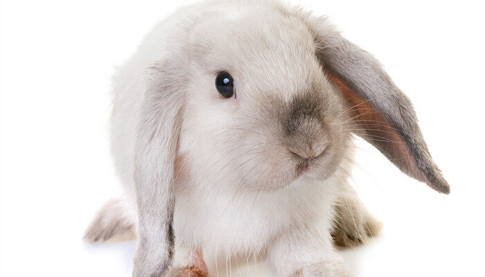 垂耳兔能长多大 一般垂耳兔能长多大