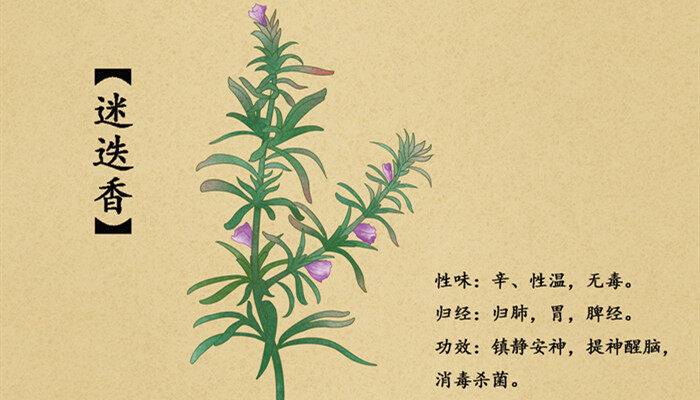 摄图网_400986075_banner_中草药迷迭香插画（企业商用）_副本.jpg