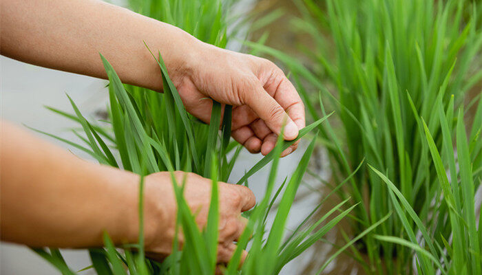 摄图网_501770981_banner_农民观察水稻手部特写（企业商用）_副本.jpg