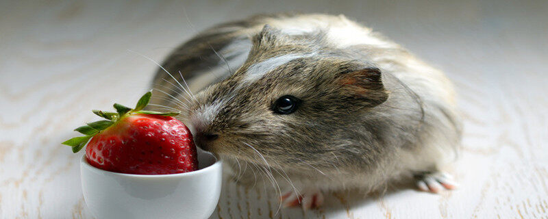 摄图网_300638614_吃草莓的豚鼠（企业商用）.jpg